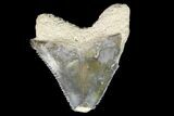 Bone Valley Megalodon Tooth - Florida #76570-1